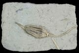 Crinoid (Macrocrinus) Fossil - Crawfordsville, Indiana #122963-1